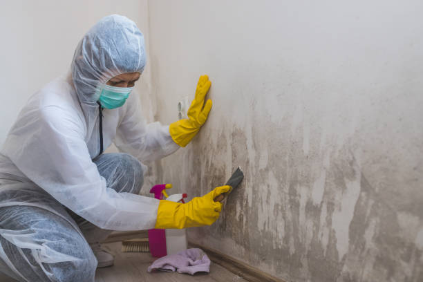 Attic Mold Removal in Florence, MS