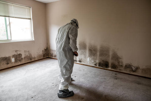Best Toxic Mold Removal  in Florence, MS